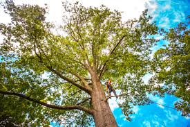 Best Commercial Tree Services  in Pasatiempo, CA