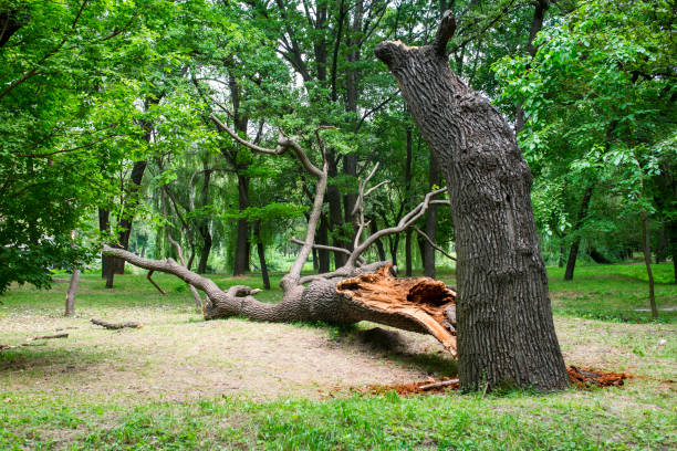 Best Hazardous Tree Removal  in Pasatiempo, CA