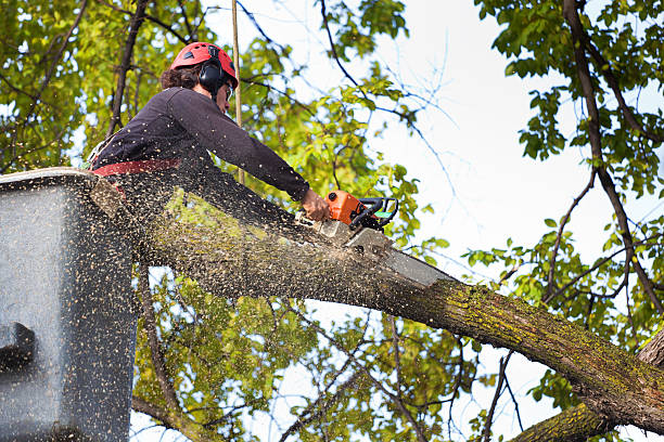 Best Leaf Removal  in Pasatiempo, CA