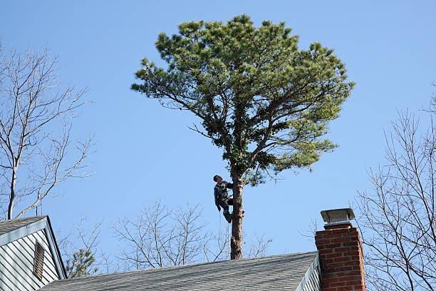 Best Tree Mulching  in Pasatiempo, CA