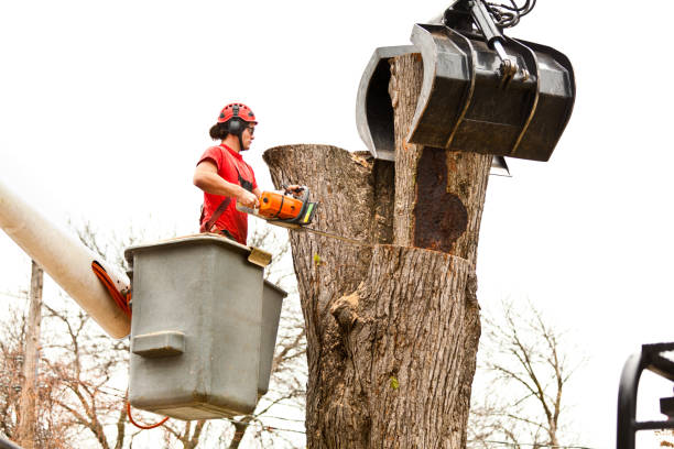 Best Tree Preservation Services  in Pasatiempo, CA